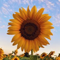 dw retired teacher (@retired_in_tx) 's Twitter Profile