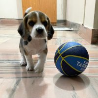 Yuki the beagle(@yuki_beagle) 's Twitter Profile Photo