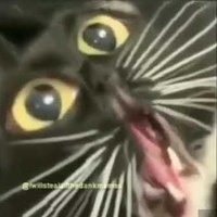 cats being scrunched (@scrunchedcats) 's Twitter Profile