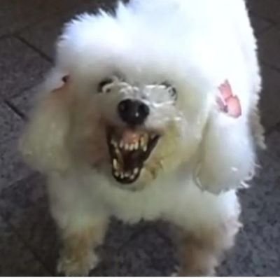 majiiglesias's profile picture. 