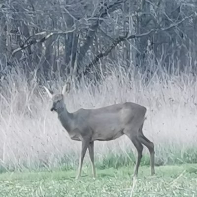 Fanfan451's profile picture. 