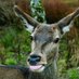 Donna Hopton (@wildlifeandgin) Twitter profile photo Donna Hopton (@wildlifeandgin) Twitter profile photo