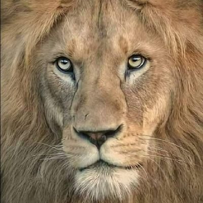 SerchGuerrero1's profile picture. 