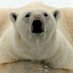 Larry Wood (@ldwpolarbear49) Twitter profile photo Larry Wood (@ldwpolarbear49) Twitter profile photo
