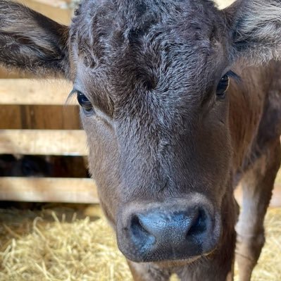 岩手県一関市で和牛繁殖をしています🐃 子牛は全て人工哺乳です🍼 よろしくお願い致します♪