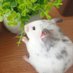 ゆた🐹 (@asxxx_goma) Twitter profile photo ゆた🐹 (@asxxx_goma) Twitter profile photo