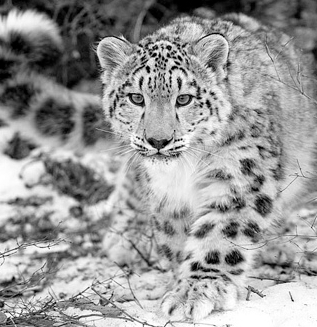 Huaxuejia's profile picture. 化学家，汉语老师，西班牙语老师。