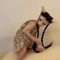 kara 🤠🌹 (@gunkwench) 's Twitter Profile Photo