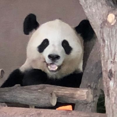 しろくろパンダチャンネル、時々グレー (@PandachYoutube) / Posts / X