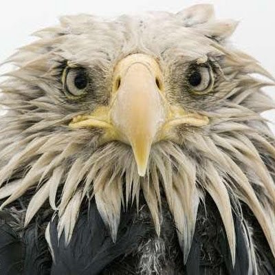 Gerald13430524's profile picture. "GOD BLESS THE USA /Virgina "I am - product of 50-60's, Veteran  Defender of our Constitution/Bill of Rights JESUS, Animal Rights
