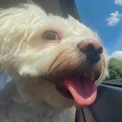 blogges2's profile picture. he/him