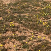 ابومشعل العمري (@alamryhowesh) 's Twitter Profile