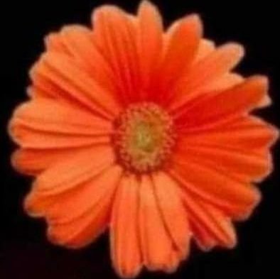 rahulku50520029's profile picture. Ganesh