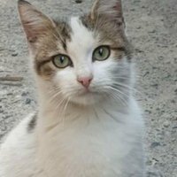 Candostlarıtakipet (@candostutakipet) 's Twitter Profile Photo Candostlarıtakipet (@candostutakipet) 's Twitter Profile Photo