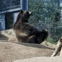 Carlos Berumen (@cberumen87) 's Twitter Profile