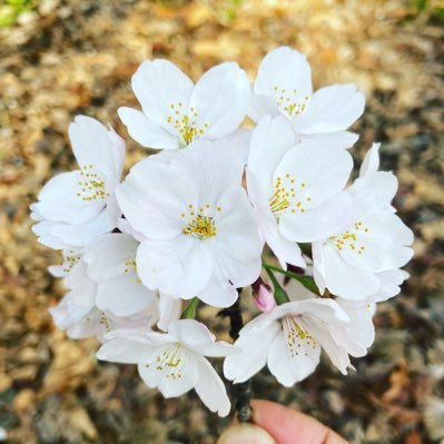 高島平から愛を込めて…