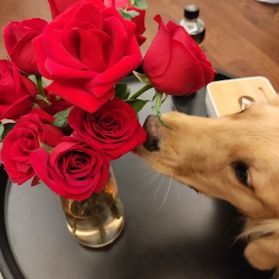 Zora_hh's profile picture. 