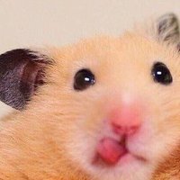 5️⃣6️⃣4️⃣✋🏻🐹💓 (@everyday_kojiki) 's Twitter Profile Photo