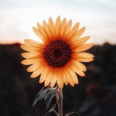 ftnhlm's profile picture. 🍀