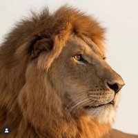 🇸🇦أصل العرب 🇸🇦 (@asd_zxc2022) 's Twitter Profile