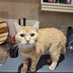 Gosport Cats Lost Found & Rehomed (@gosportcats) Twitter profile photo Gosport Cats Lost Found & Rehomed (@gosportcats) Twitter profile photo