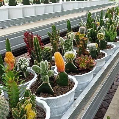 matchalatte2468's profile picture. 