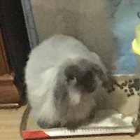 hamster salad (@ricky02200059) 's Twitter Profile Photo