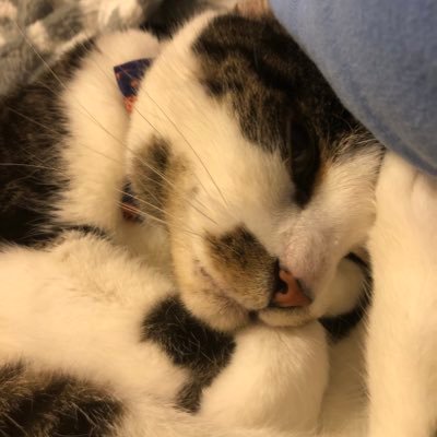 NSFWdisguised's profile picture. Not a disguise - 18+