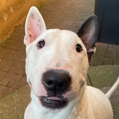 I’m Leo, I’m 8 years old and I’m an English Bull Terrier, i loves to spin, bark and cause mischief, but I loves my family, and my sis Sasha too! Let’s be frens!