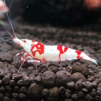 みんと🦐🌱 (@mintoaqua) 's Twitter Profile