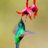 twitviv
