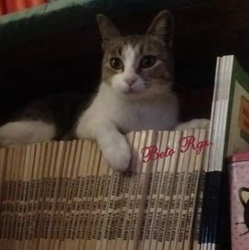 Un gato, un libro y un café