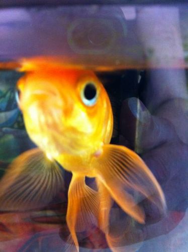 0rangeDave's profile picture. 