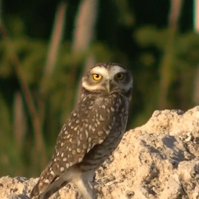 joseluisparana's profile picture. Zurdos, Kukas y feminazis 
Lo mas detestable de este país