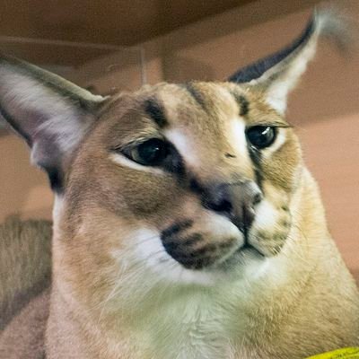 hugoocarcedo's profile picture. 