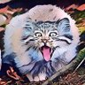 ThatManulTheCat's profile picture. A cat that observes. AI, tech, society, politics, economy, etc.