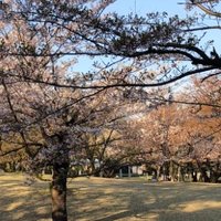 わらび餅 (@warabi_bas) 's Twitter Profile