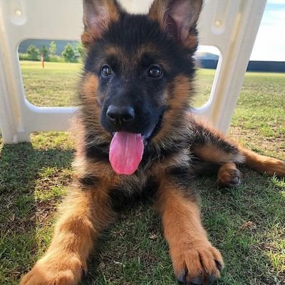 Germanshepherd lover 
 Follow me