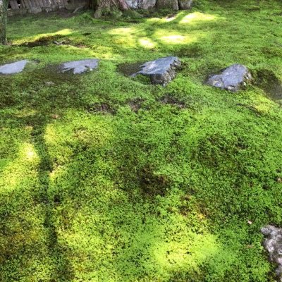 Mi19720507ri's profile picture. 5年目/100歳/無言フォロー失礼します/ここからは予約しません/営業DM不要/時々鍵かけます/DM返信遅いです