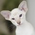 meow (@onescarycat) Twitter profile photo meow (@onescarycat) Twitter profile photo