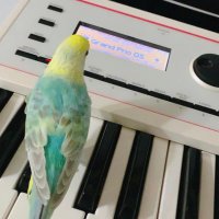 セキセイインコ (@miki_spi_class) 's Twitter Profile