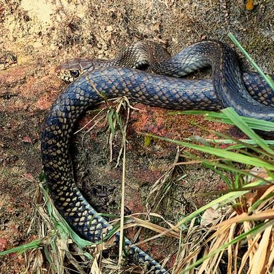 askathu's profile picture. 