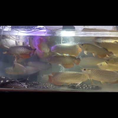 youtubeやってます！
主に熱帯魚などを飼育しています！
これからも頑張るのでよろしくお願いします！
私のyoutube https://t.co/Xywvw5DjHy