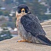 PeriFalconCal's profile picture. 