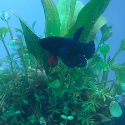 ruriirock's profile picture. 果物の漢字が入ってる名字で下の名前は色の漢字が入ってます☺︎