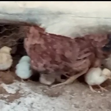Me ajudem pra eu ajeita minha casinha na roça. Meu pix 07256262400 meu nome e maria