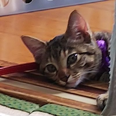 成人済み。