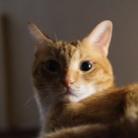 猫アレルギー(@tmtk_photo) 's Twitter Profile Photo