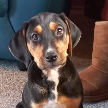 kajeskendall's profile picture. Brew is a Hungarian Vizsla/Heading Dog cross. Born on 31/01/22.