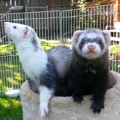 DancingWolverne's profile picture. I'm boring & just came here for the lols when Elon said he was buying Twitter